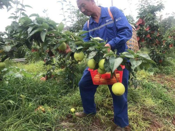 启天配资 重庆渝北: 梨香四溢 兴隆镇保胜寺村梨园迎来丰收季